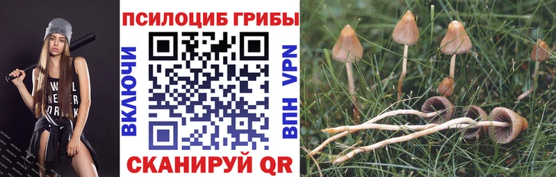 Псилоцибиновые грибы Psilocybe  сколько стоит  Снежинск 